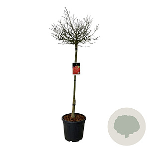 Euonymus alat. 'Compactus' 120-140 cm 30L