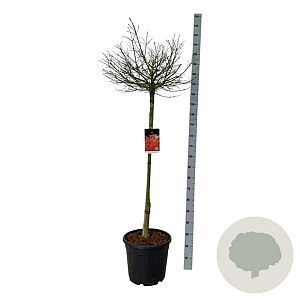 Euonymus alat. 'Compactus' 120-140 cm 30L