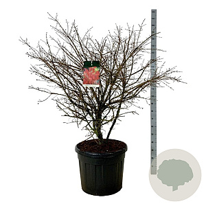 Euonymus alat. 'Compactus' 125-150 cm cont. 90L extra