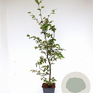 Fagus sylvatica 80-100 cm 5,0L geveerd
