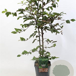Fagus sylvatica 80-100 cm 5,0L geveerd
