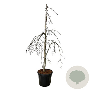 Fagus syl. 'Pendula' 125-150 cm 30L extra