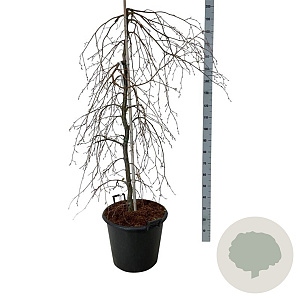 Fagus syl. 'Pendula' 150-175 cm cont. 55L extra