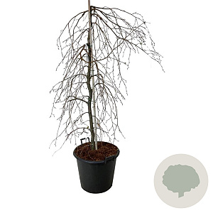 Fagus syl. 'Pendula' 150-175 cm cont. 55L extra