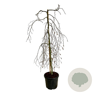 Fagus syl. 'Pendula' 170-200 cm cont. 55L extra