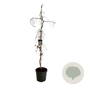 Fagus syl. 'Purple Fountain' 175-200 cm 30L extra