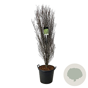 Frangula alnus Fine Line 170-200 cm cont. 55L extra