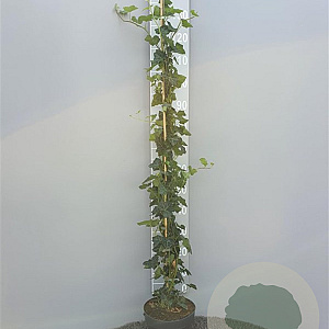 Hedera hibernica 150-175 cm 5,0L