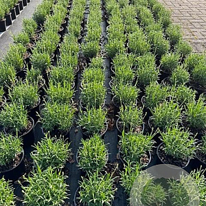 Lavandula ang. 'Munstead' 20-25 cm 2,0L