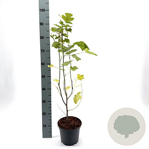 Liriodendron tulipifera 40-50 cm 3,0L