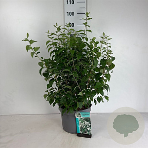 Philadelphus 'Virginal' 100-125 cm 10L