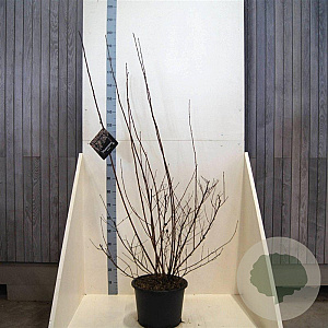 Physocarpus opulif. 'Diabolo' 125-150 cm 20L