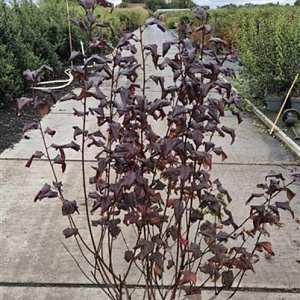 Physocarpus opulif. Lady in Red 100-125 cm 10L