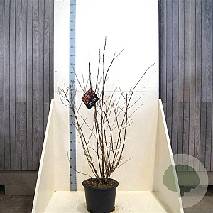 Physocarpus opulif. Lady in Red 125-150 cm 20L