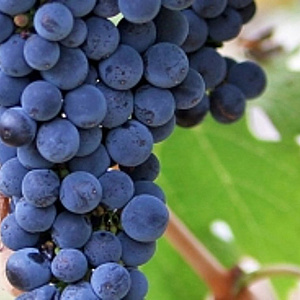 Vitis 'Frankenthaler' 80-100 cm rozenpot 2L