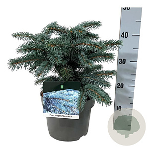 Picea pungens 'Karpaten' 25-30 cm 5,0L