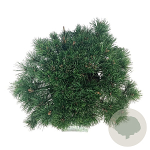 Pinus mugo mugo 50-60 cm 15L
