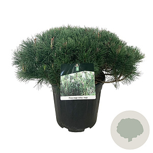 Pinus mugo mugo 50-60 cm 15L