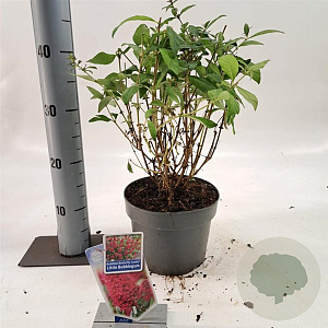 Buddleja dav. 'Butterfly Candy Little Bubblegum'® 30-35 cm 3,0L