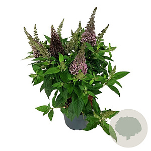 Buddleja d. B. Candy Little Cerise 50-60 cm 7,5L