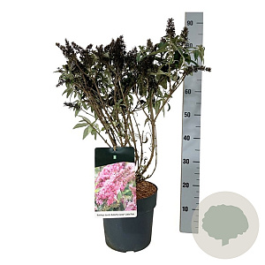 Buddleja d. B. Candy Little Pink 40-50 cm P26