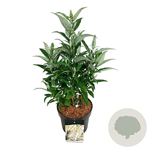 Buddleja d. B. Candy Little White 40-50 cm P26