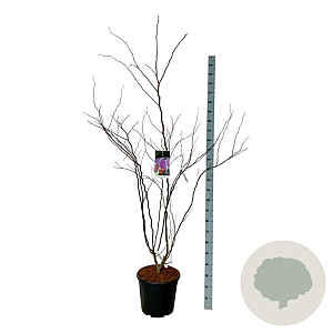 Cercis can. 'Forest Pansy' 150-175 cm 30L extra