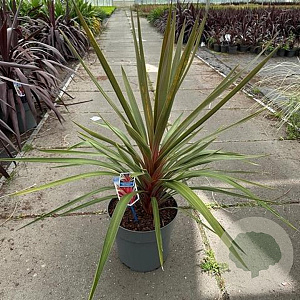 Cordyline aus. 'Red Heart' 70-80 cm 12L