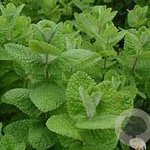 Mentha rot. 'Apple Mint' GM  P11