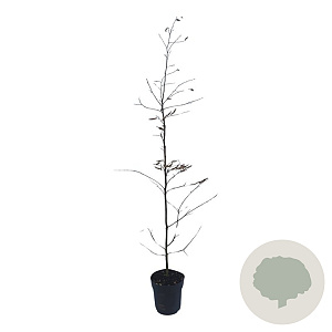 Carpinus betulus 125-150 cm 4,5L