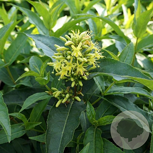 Diervilla sessilif. 'Butterfly' GM 1.5