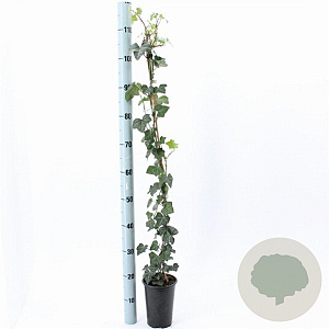 Hedera hibernica 80-100 cm rozenpot 2L
