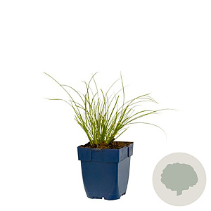 Carex testacea 'Prairie Fire' GM  P11