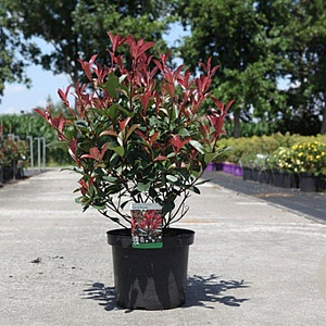 Photinia fraseri Carré Rouge 60-80 cm 10L