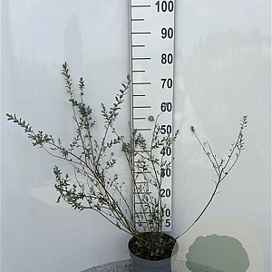 Salix repens nitida 80-100 cm 5,0L