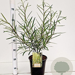 Salix rosmarinifolia 40-50 cm 4,0L