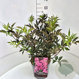 Sambucus nigra Black Beauty 60-80 cm 10L