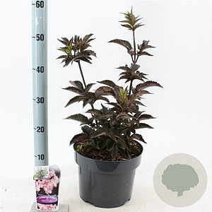 Sambucus nigra Black Tower 30-40 cm 5,0L