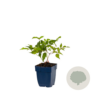 Astilbe (J) 'Deutschland' GM  P11