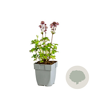 Astrantia maj. 'Claret' GM  P11