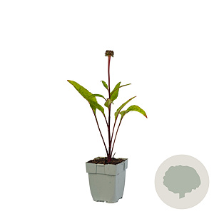 Echinacea p. 'Fatal Attraction' GM  P11