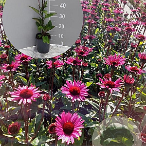 Echinacea p. 'Fatal Attraction' GM 2,0L