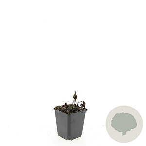 Echinacea p. 'Magnus' GM P9