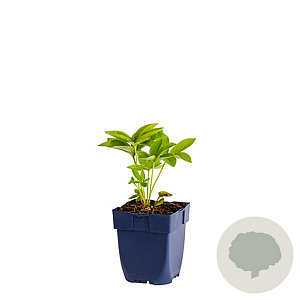 Helleborus o. 'White Lady' GM  P11