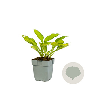 Hosta 'Lady Guinevere' GM  P11