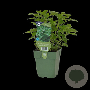 Mentha piperita citr. 'Mandarine' GM  P11