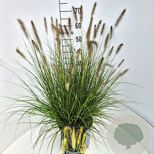 Pennisetum al. 'Hameln' 60-70 cm 10L