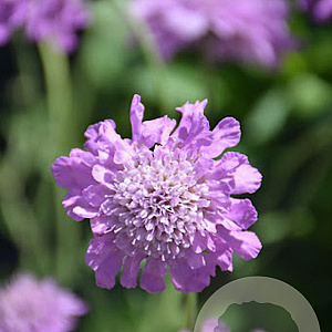 Scabiosa col. 'Pincushion Pink' GM  P11