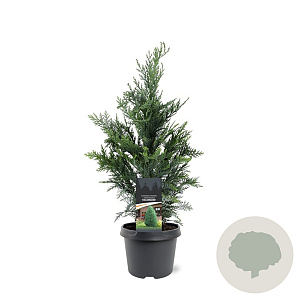 Chamaecyparis l. 'Columnaris' 50-60 cm 3,0L