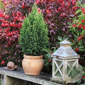 Chamaecyparis l. 'Snow White' 30-40 cm 3,0L